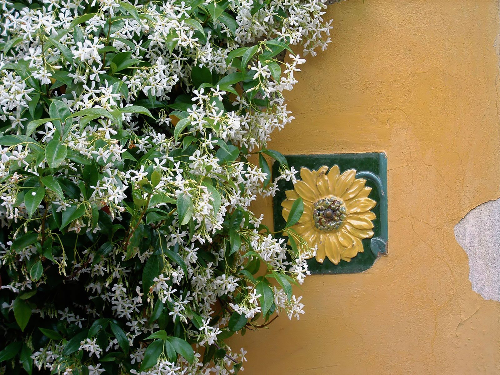 Jasminum sambac