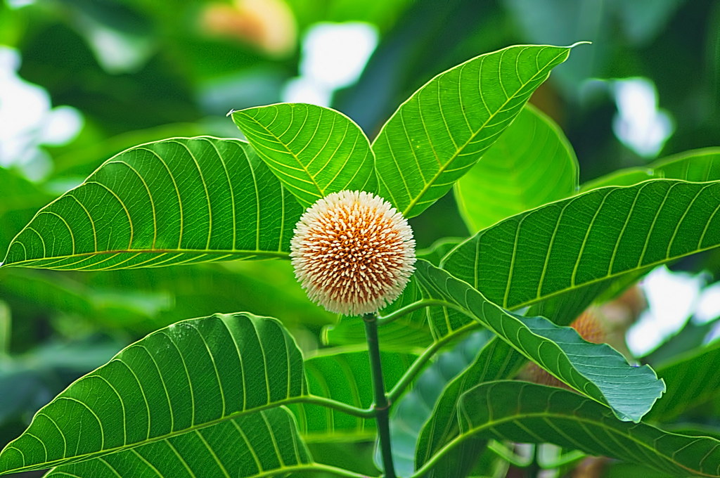 Kadam Tree