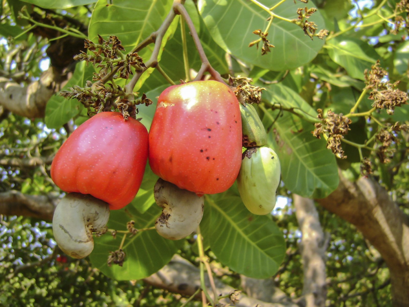 Kaju Tree
