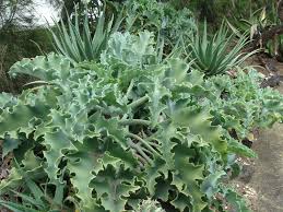 Kalanchoe beharensis felt bush
