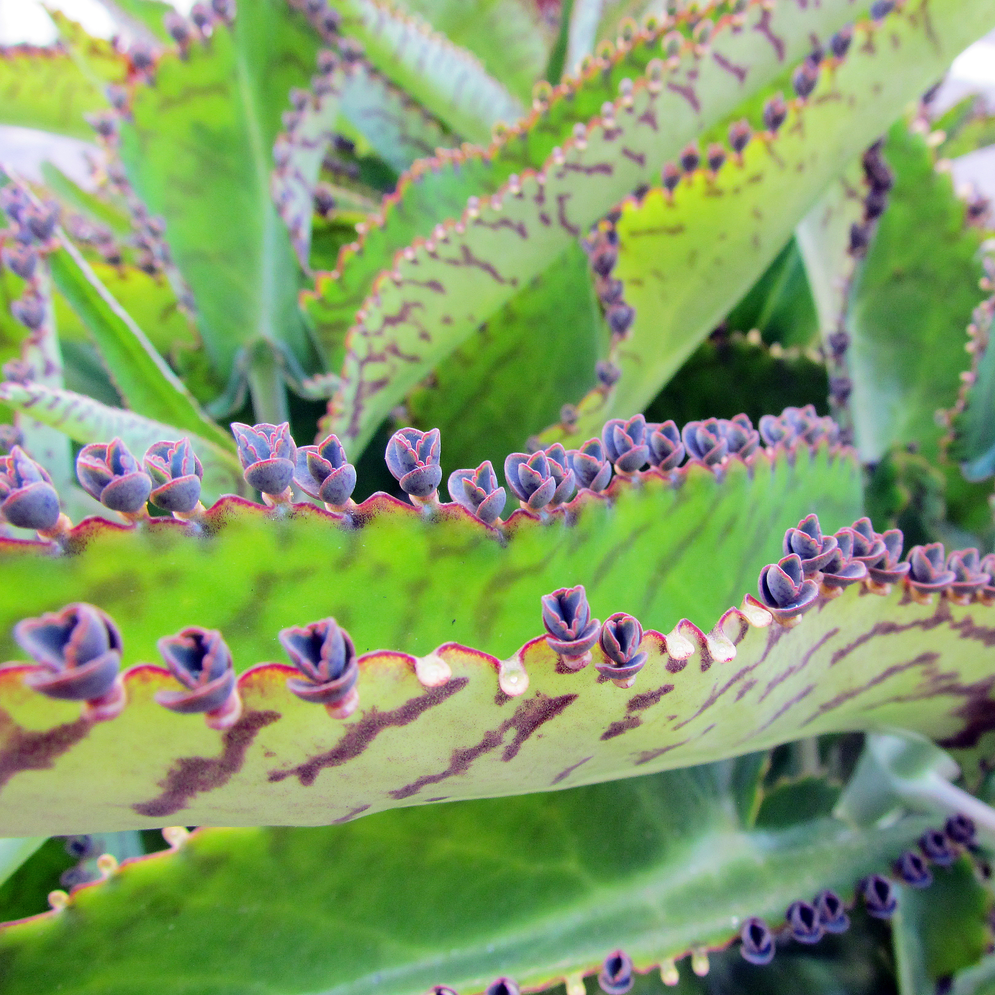Kalanchoe daigremontiana