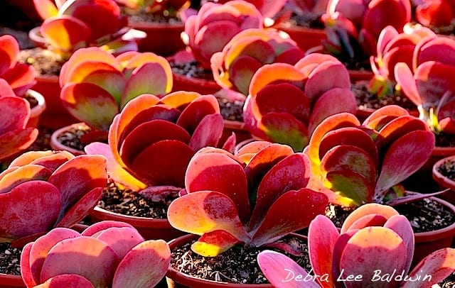 Kalanchoe Flapjack