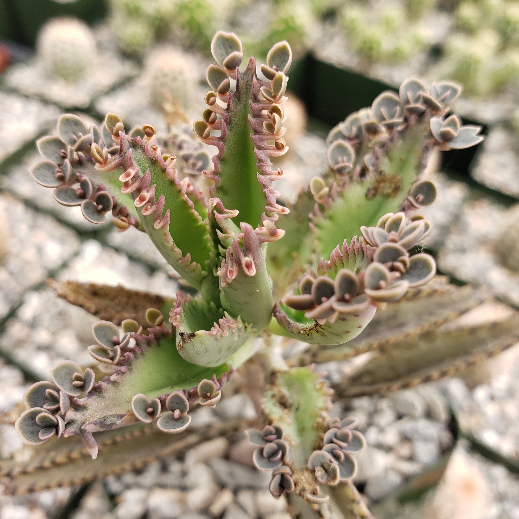 Kalanchoe houghtonii