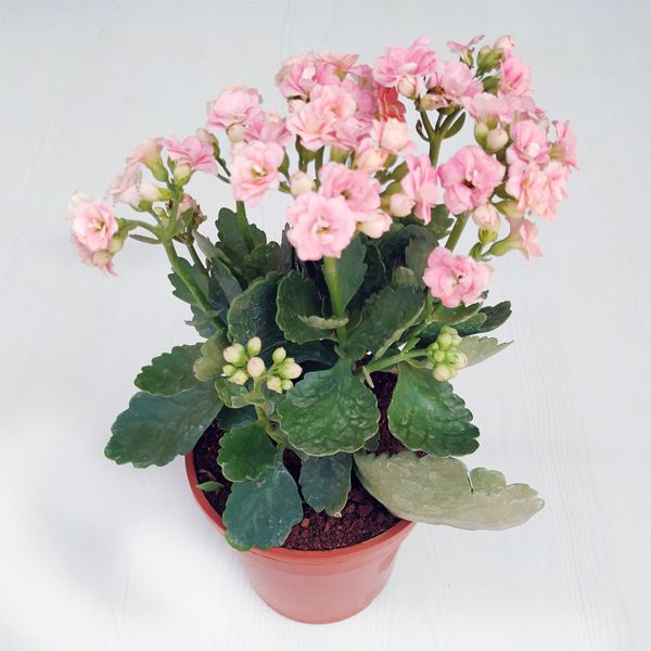 Kalanchoe (light Pink)