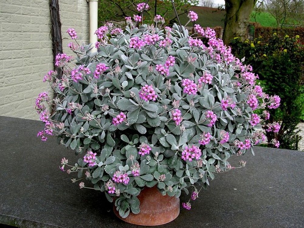 Kalanchoe Pumila Silver Grey