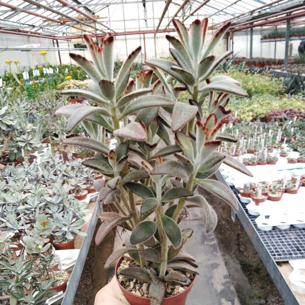Kalanchoe tomen