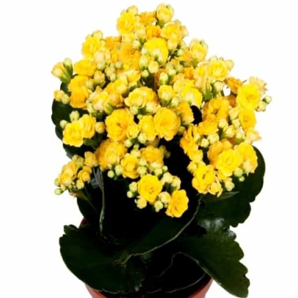 Kalanchoe (Yellow)