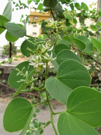 Katmauli