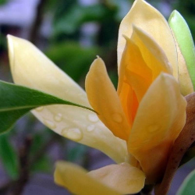 Kavati Chafa