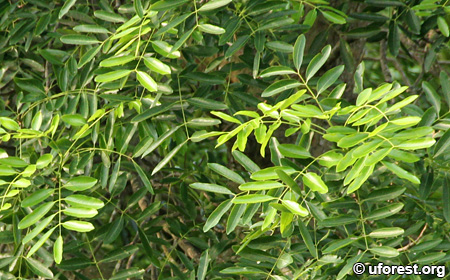 Khaya Senegalensis