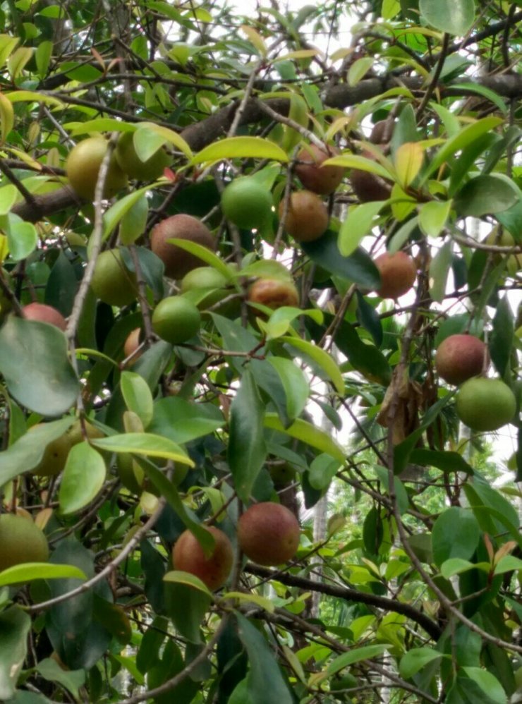 Kokum