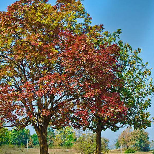 Kusum Tree