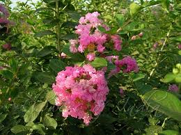 Lagerstroemia Indica