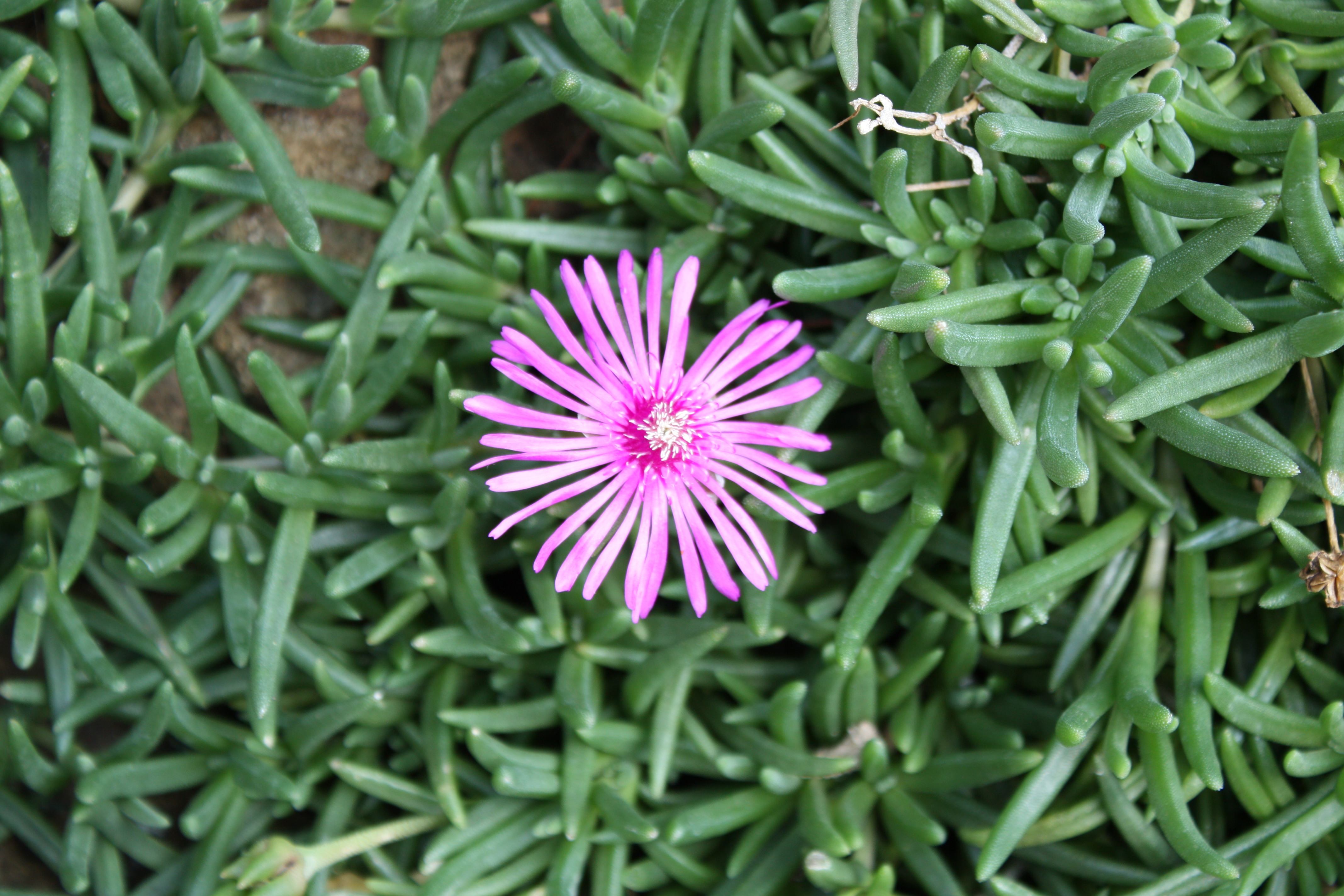 Lampranthus