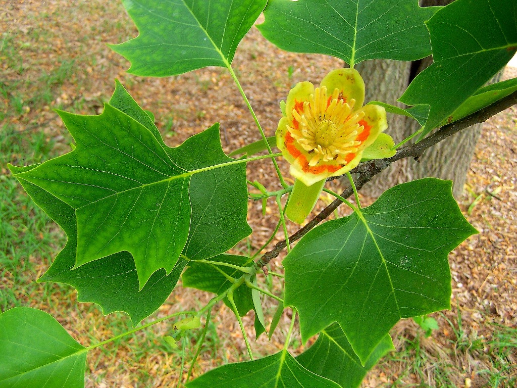 Liriodendron