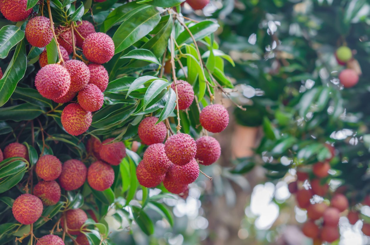 Litchi Tree (Grown Through Seeds)