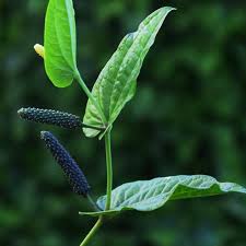 Long Pepper
