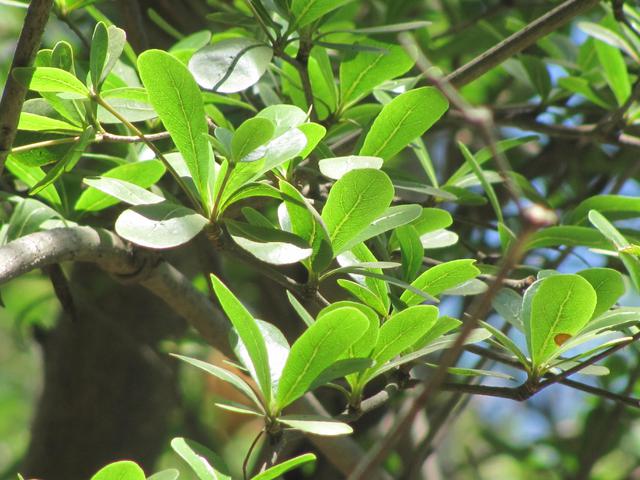 Madagascar Almond