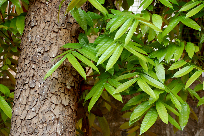 Mahogany Plant