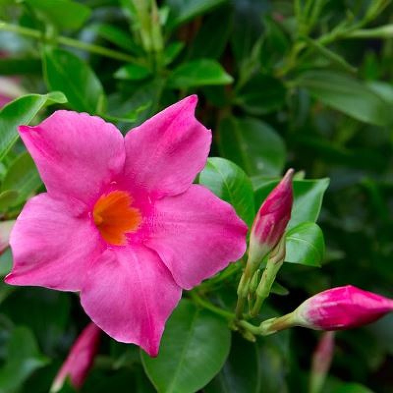 Mandevilla (Pink)