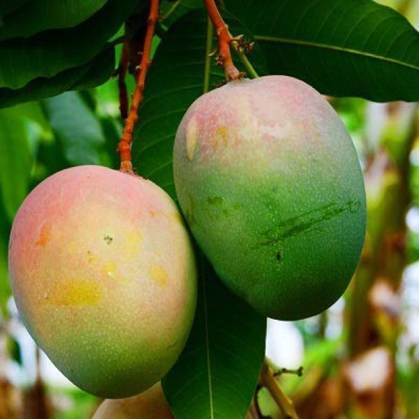 Mango Tree (Amrapali