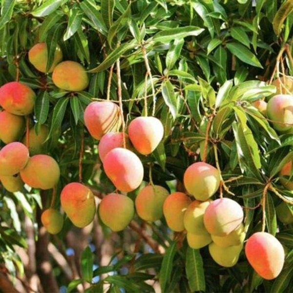 Mango Tree (Badami