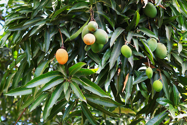 Mango Tree (Dudh Pedo