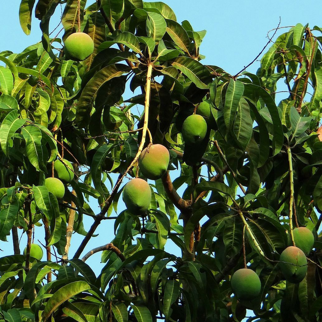 Mango Tree (Grown through seeds)
