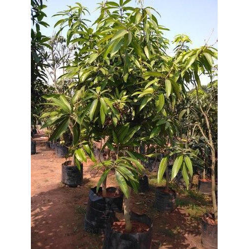 Mango Tree (Kesar