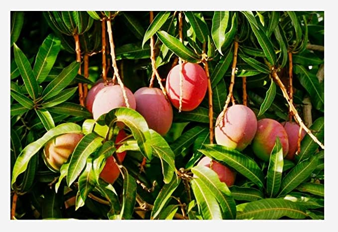 Mango Tree (Pairi