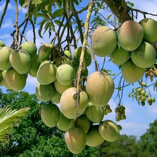 Mango Tree (Sindhu