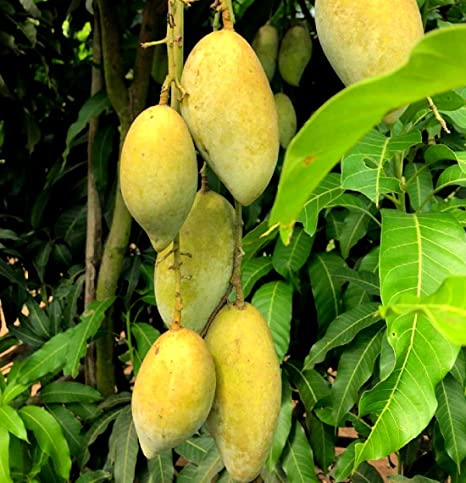 Mango Tree (Totapuri
