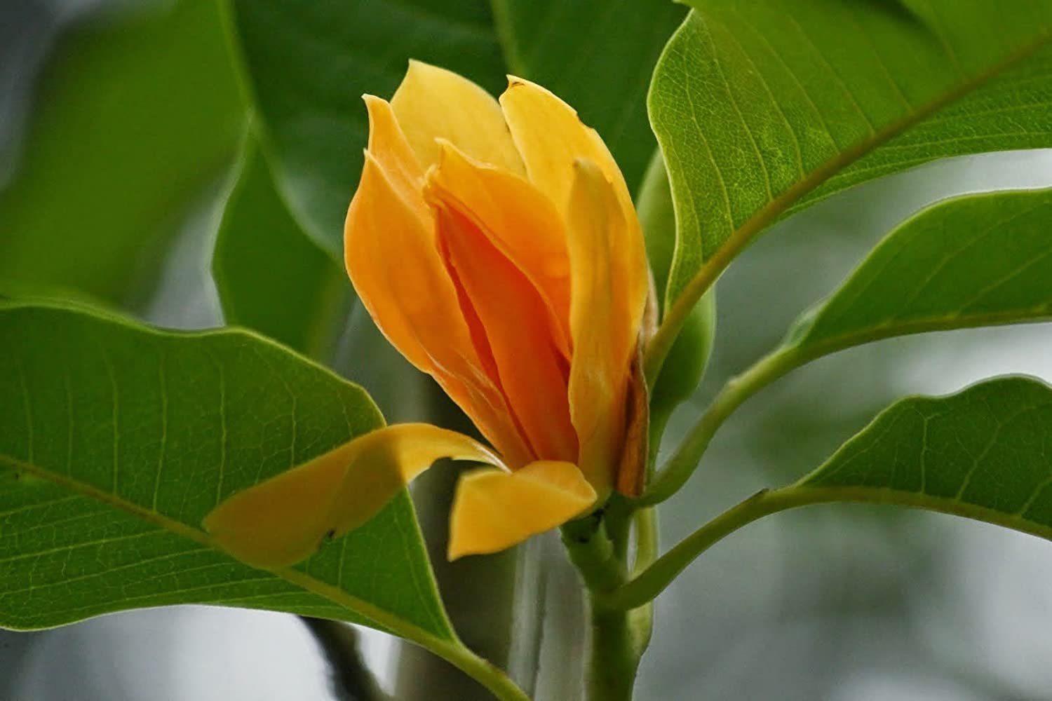 Michelia Champa