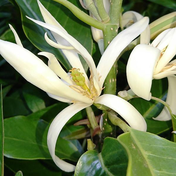 Michelia Champa Son Champa ( White )