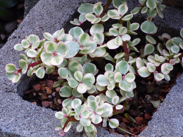 Midstripe Rainbow Bush