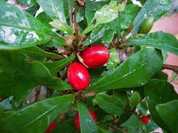 Miracle Fruit
