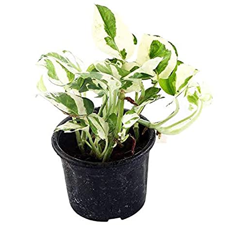 Money plant marble prince
