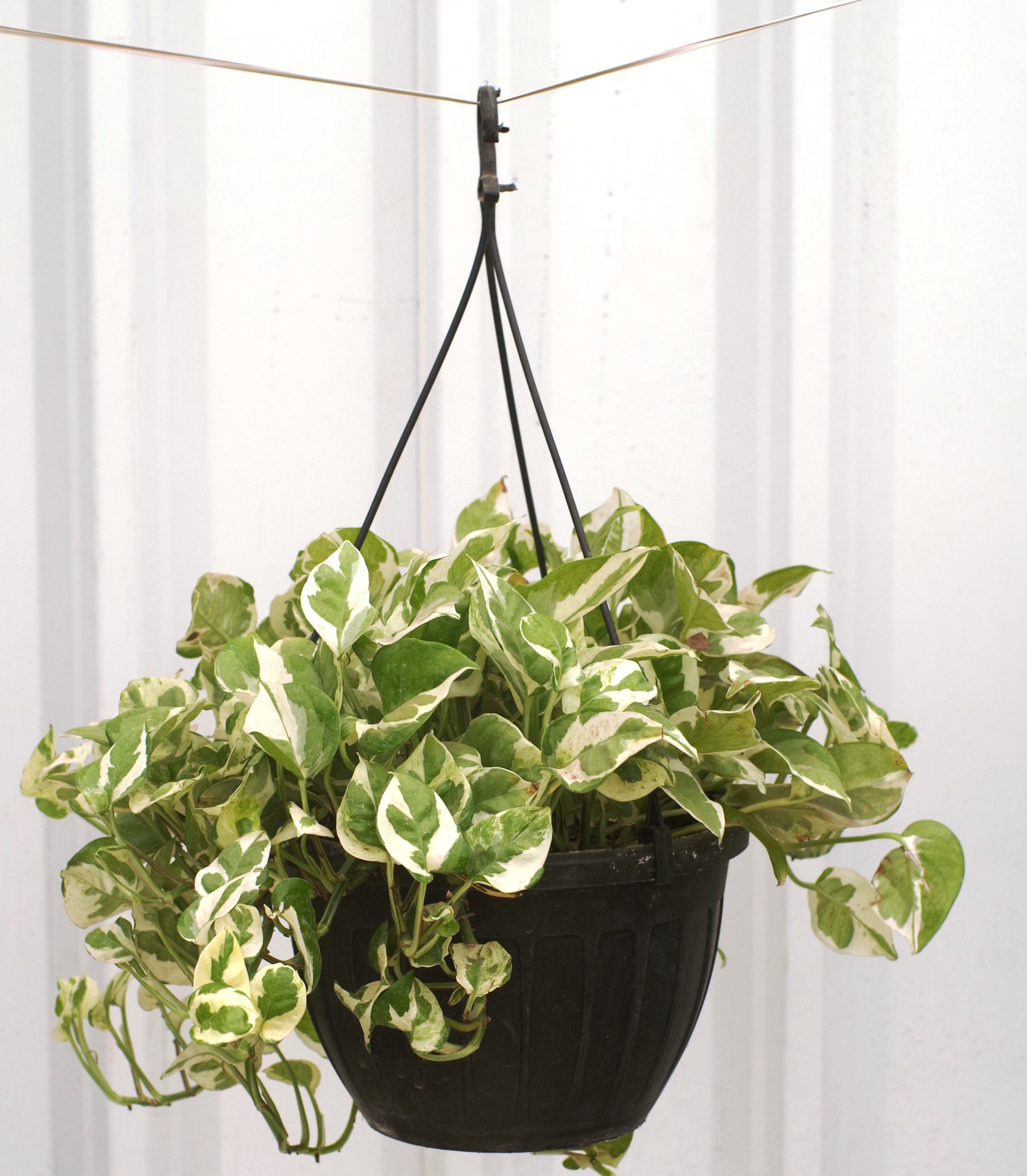 Money plant variegated