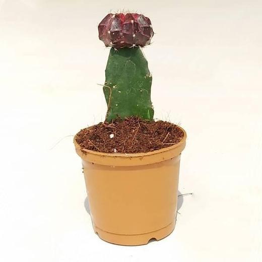 Moon Cactus (Grafted