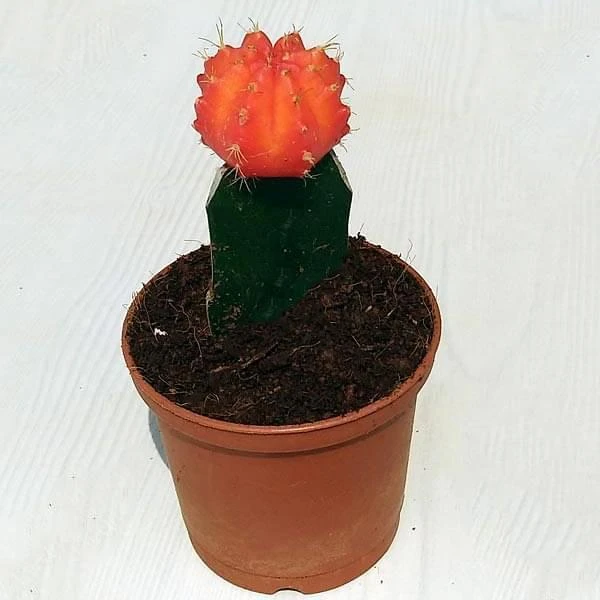 Moon Cactus (Grafted