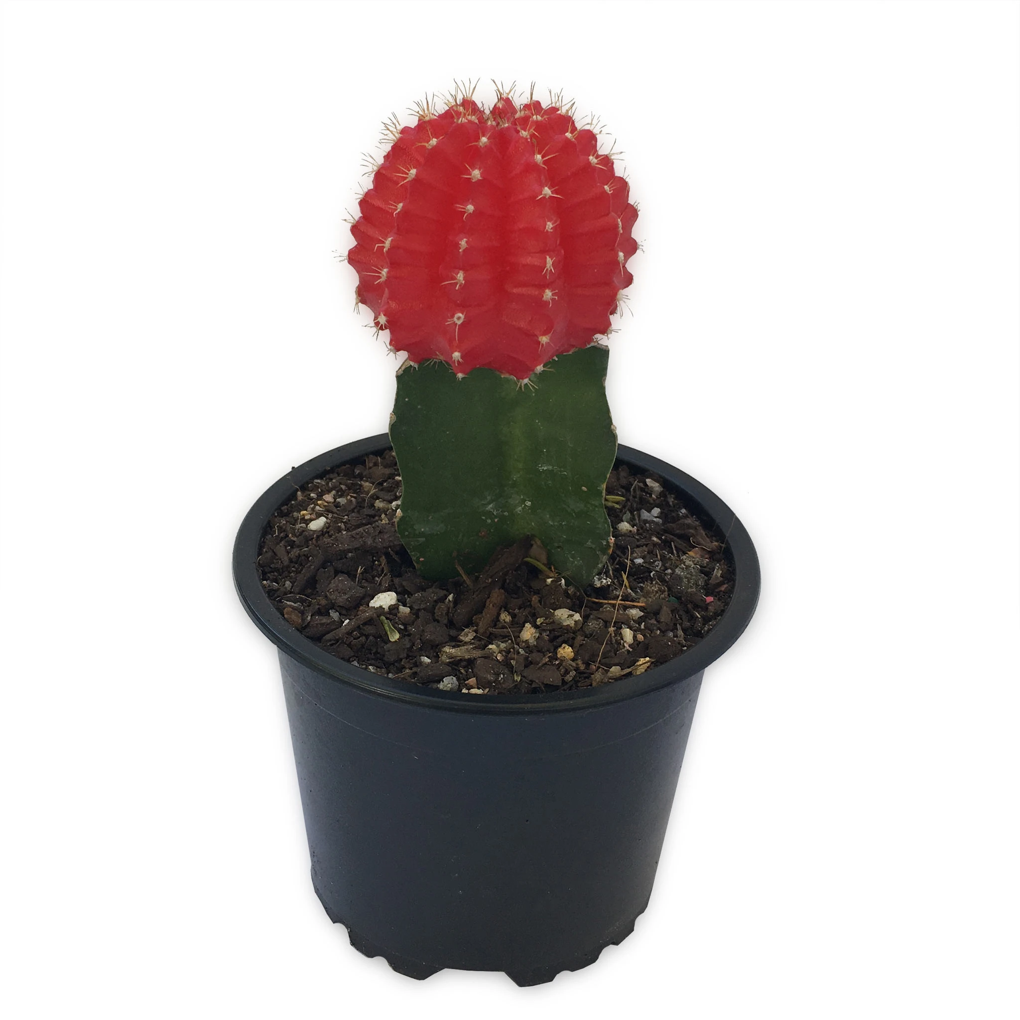 Moon Cactus (Grafted