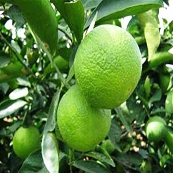 Mosambi