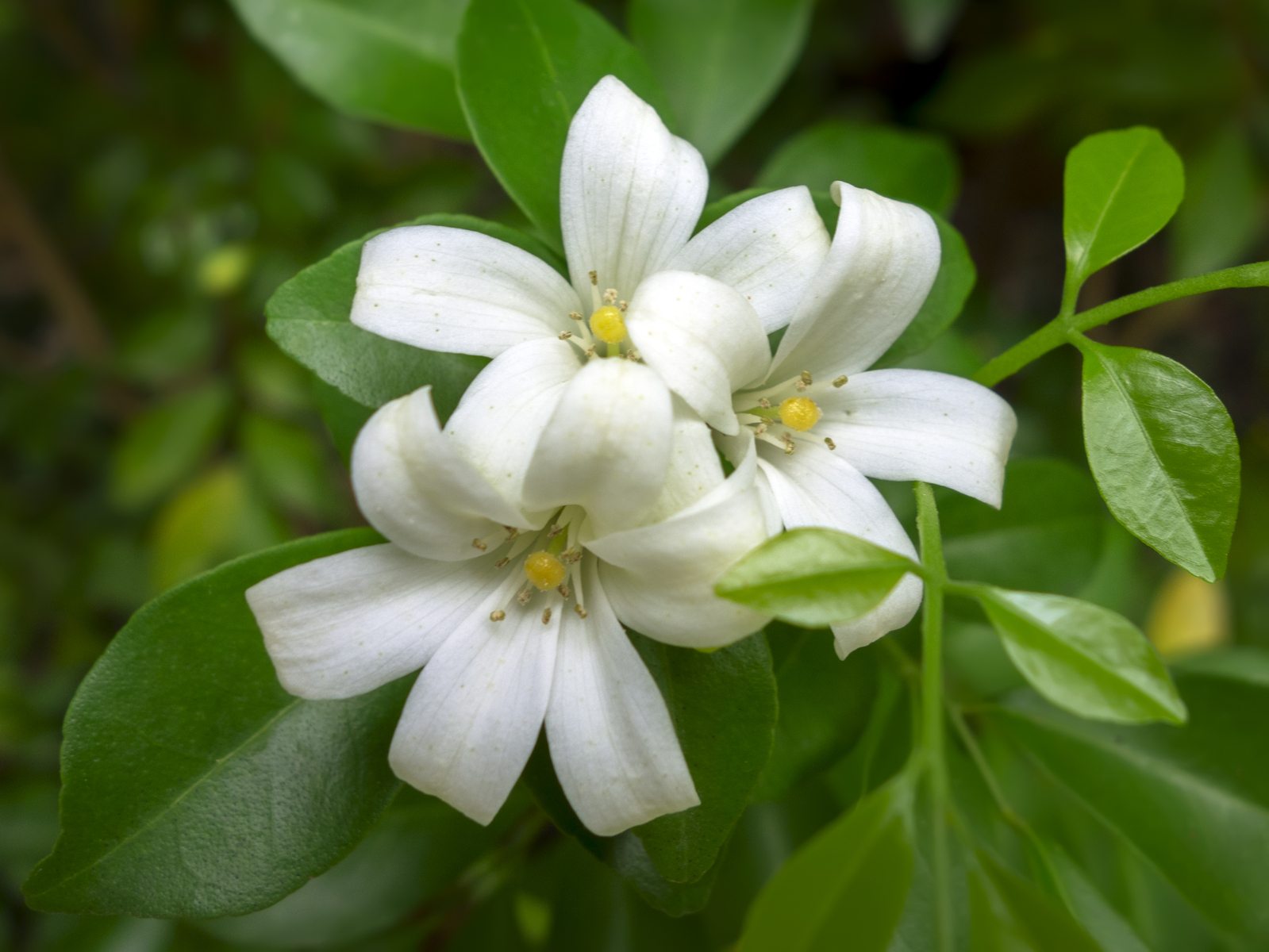 Murraya Paniculata