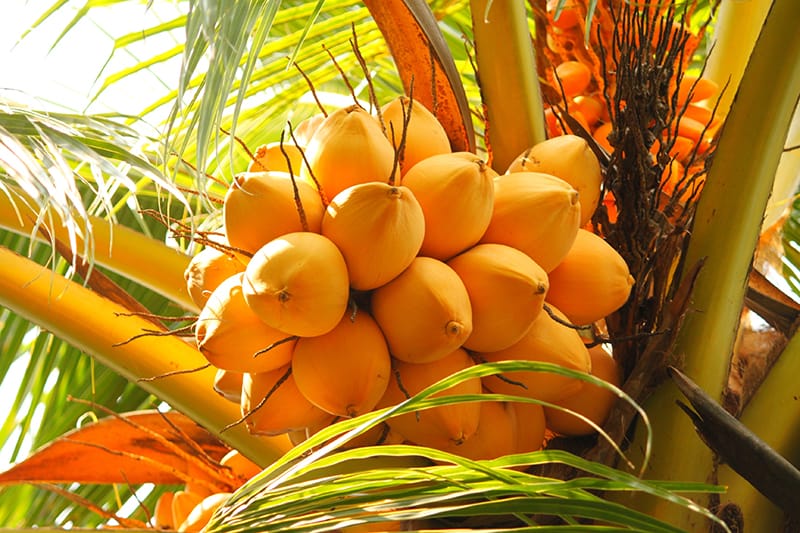 Nariyal