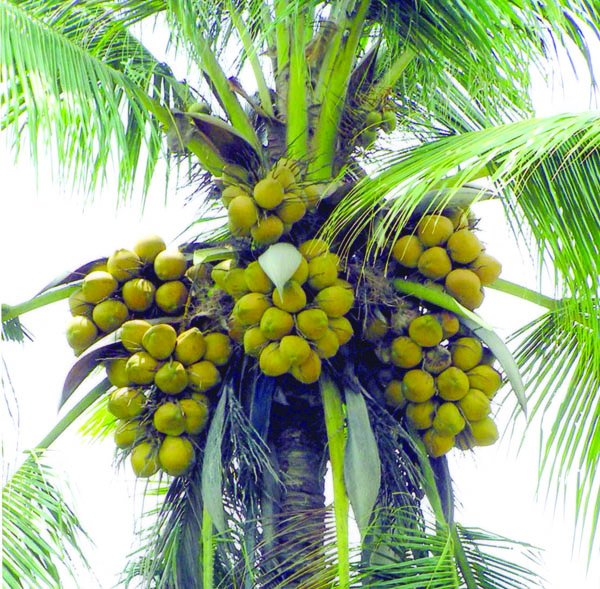 Nariyal