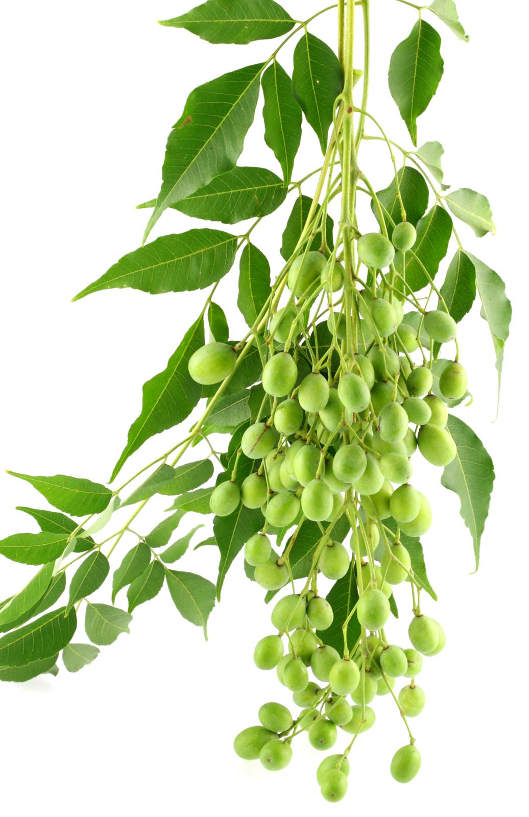 Neem Tree