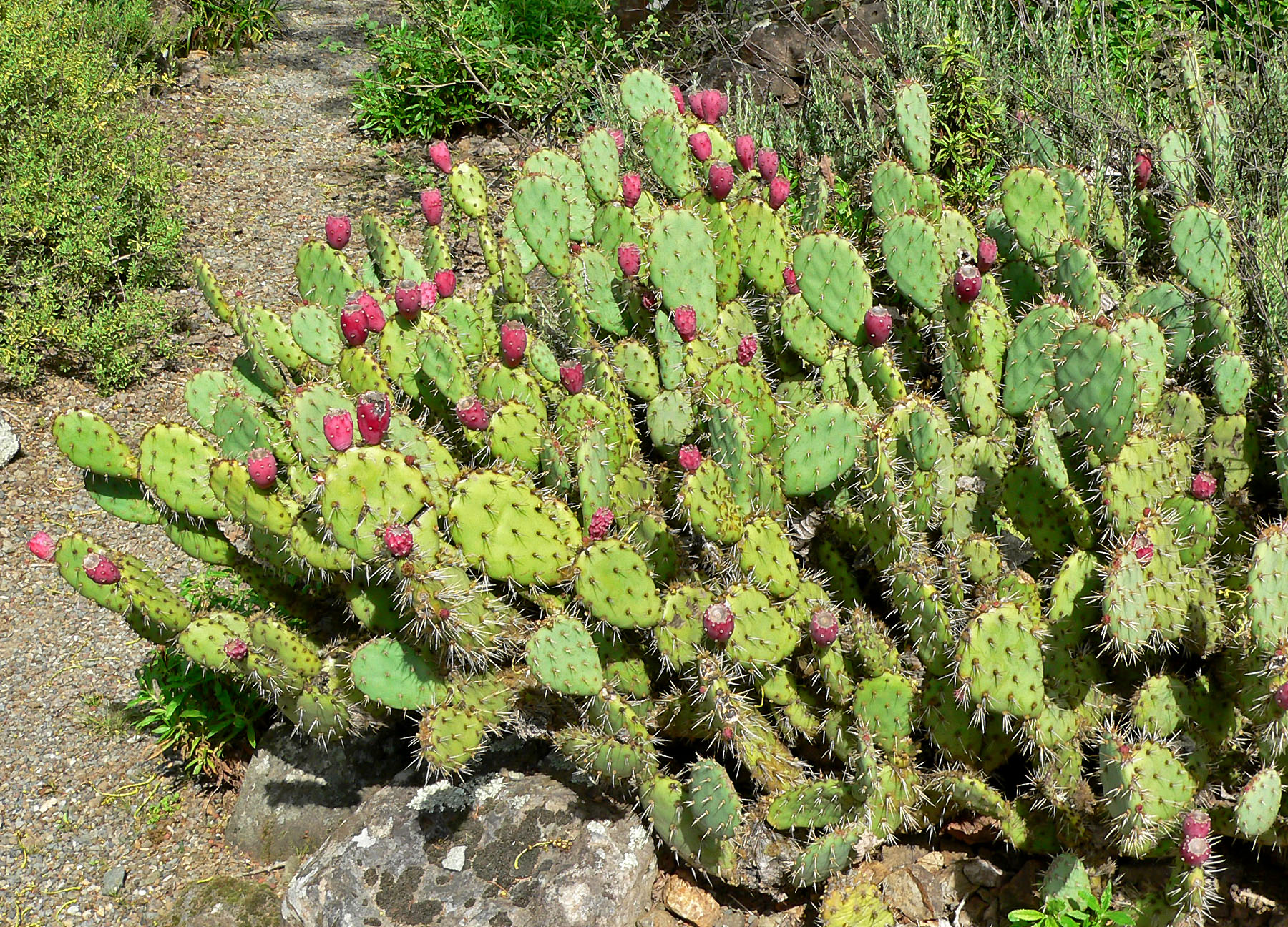 Opuntia species