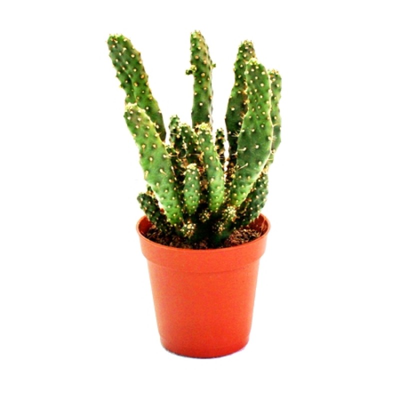 Opuntia tuna monstrosa