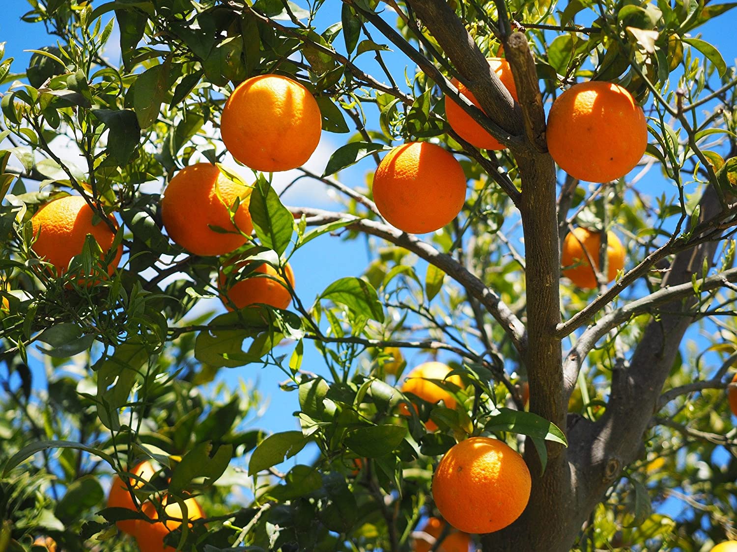 Orange Fruit