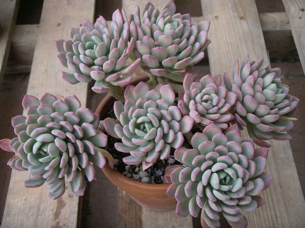 Pachyveria scheideckeri